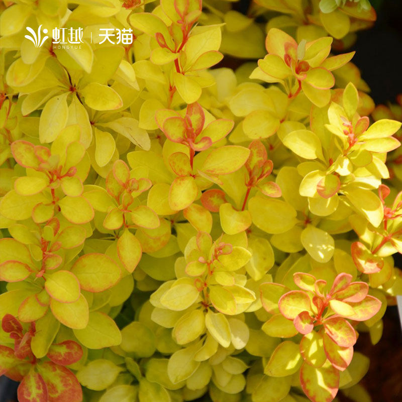 虹越小檗彩叶耐寒灌木苗53.8元