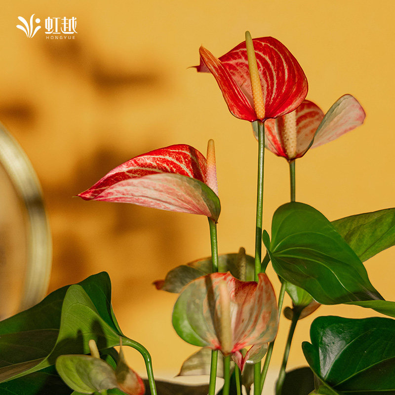 虹越红掌盆栽室内植物四季好养