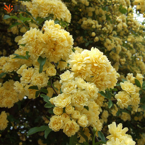 虹越黄木香红木香精选盆栽苗