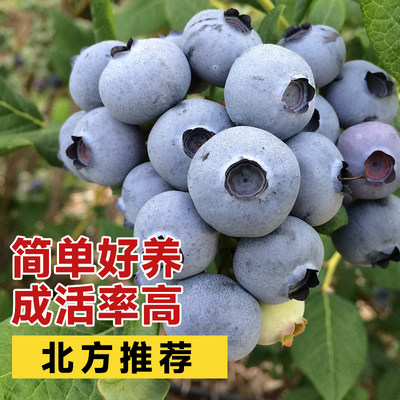 虹越灌木蓝莓果树蓝莓果实