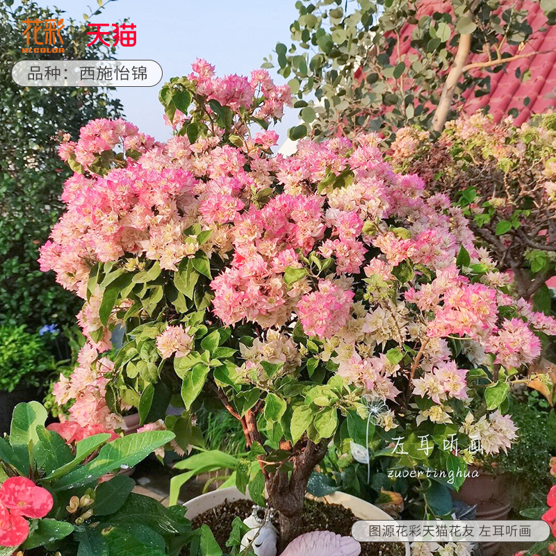 重瓣三角梅盆栽带花苞簕杜鹃大苗