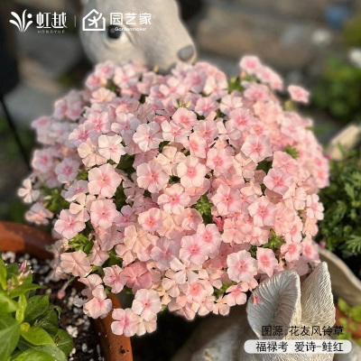 虹越园艺家种子矮生福禄考花种籽阳台花园花境耐寒爆花期长春秋播