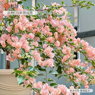 花彩马斯佩拉克网红三角梅四季 开花阳台盆栽勤花树苗耐热晒花量大