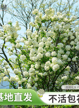 虹越中华木绣球花盆栽玛丽弥尔顿斗球老桩欧洲木大苗庭院花卉植物
