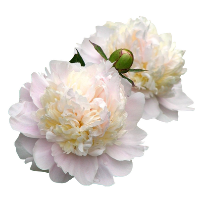 花彩重瓣芍药鲜花桌面瓶插鲜切花