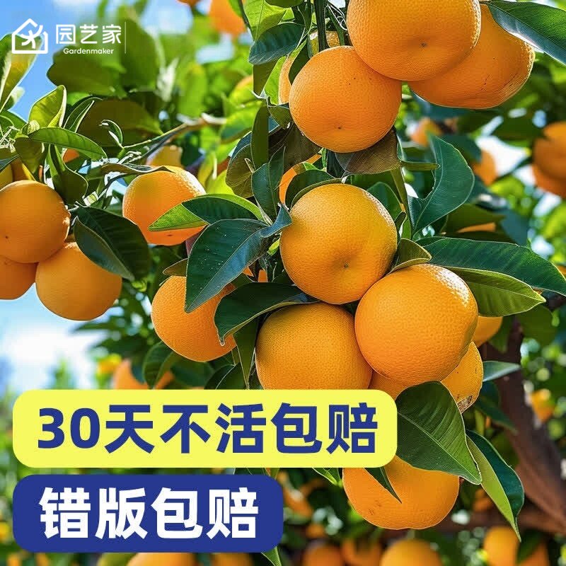脆皮金桔果苗桔子树苗柠檬图片