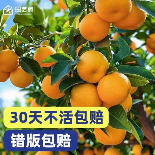 脆皮金桔果苗桔子树苗柠檬