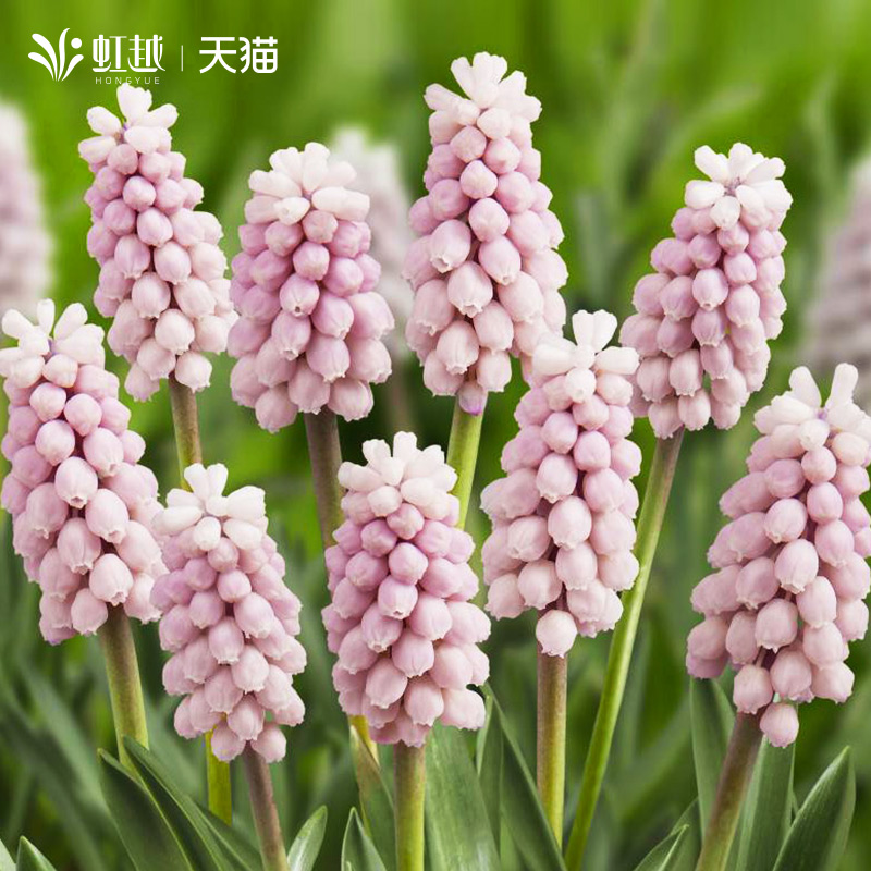 虹越进口种球葡萄风信子现货