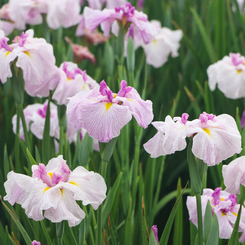 花彩大花菖蒲盆栽日本鸢尾玉蝉花裸根芽庭院宿根花境花园植物湿地