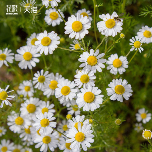 花彩洋甘菊盆栽草本植物