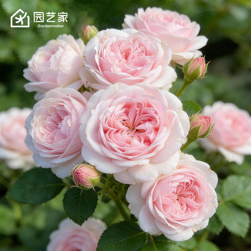 虹越微型月季花苗阳台月季盆栽