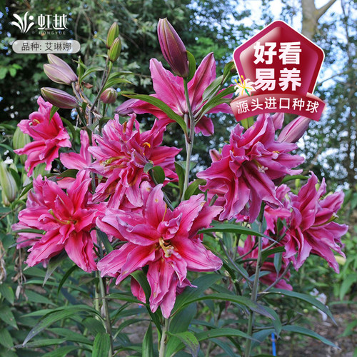 百合种球虹越进口对版花卉