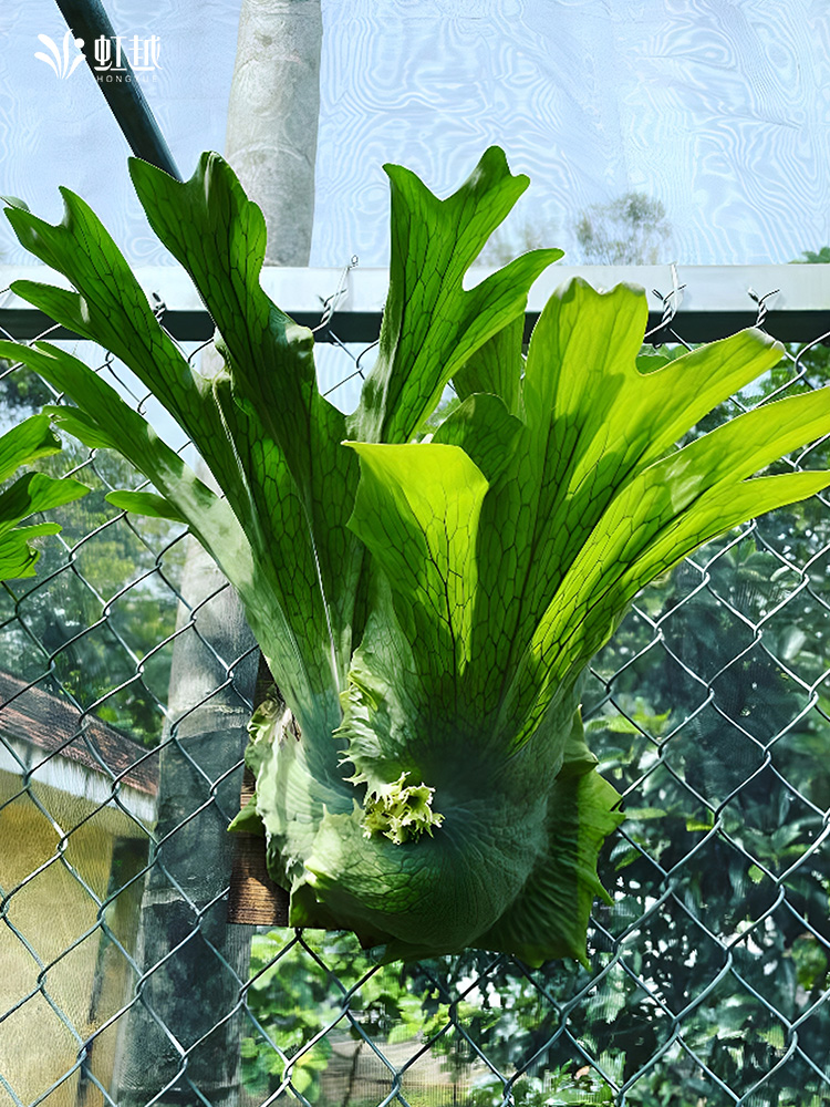 虹越女王鹿角蕨类植物盆栽阳台可垂吊大绿植摆件室内观叶网红热植