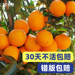 虹越橘子树果苗盆栽脆皮金桔树树苗桔子柚子蜜桔柠檬庭院水果树苗