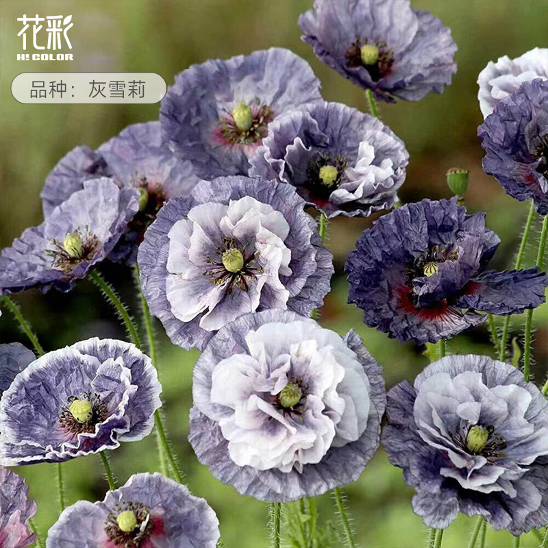 花彩意大利虞美人花苗灰雪莉盆栽阳台庭院大花境植物耐寒草花期长