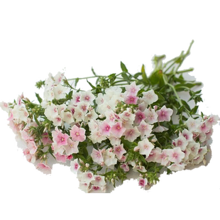 虹越萌吖吖古代稀石竹种子阳台盆栽易爆花量大花园庭院花卉种籽子