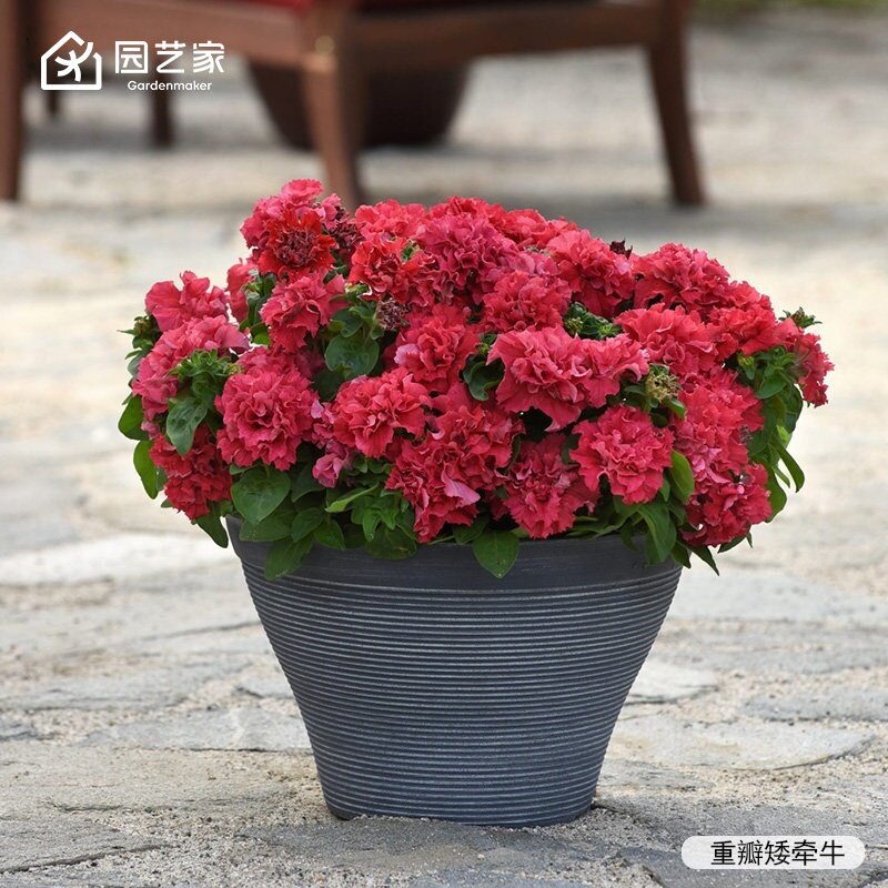 园艺家花卉种苗重瓣矮牵牛小花苗盆栽庭院阳台耐热好养花期长