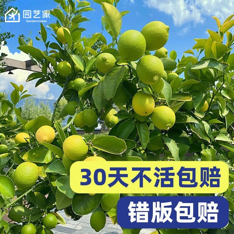园艺家香水柠檬树苗盆栽棒棒糖花叶小青柠奶茶四季庭院阳台果树