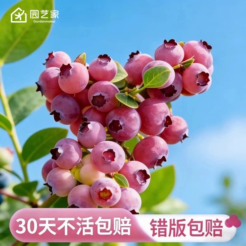园艺家兔眼粉色蓝莓树果苗盆栽庭院矮化粉嘟嘟果树苗南北方种植