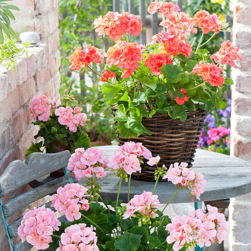 盆栽阳台直立天竺葵虹越