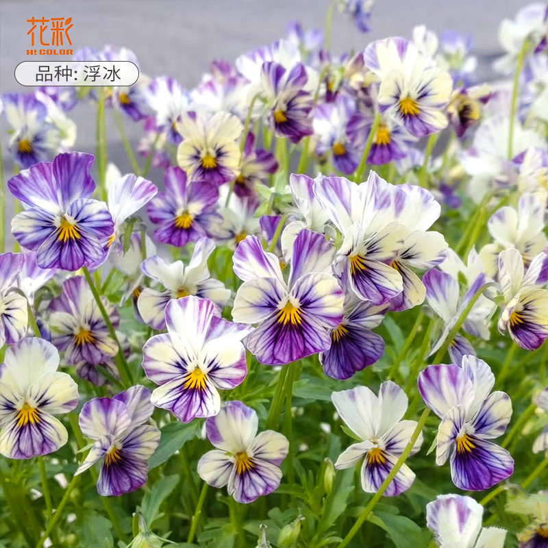 花彩日系新品小兔子角堇花苗盆栽阳台好养三色堇地栽耐寒爆花量大,鲜花速递/花卉仿真/绿植园艺,时令草本花卉,淘宝优惠券,粉丝福利购,淘宝优惠卷