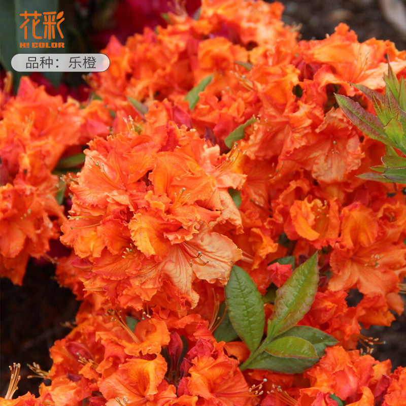 虹越橘光落叶杜鹃花盆栽直布罗陀庭院多年生景观花树冬季耐寒花卉