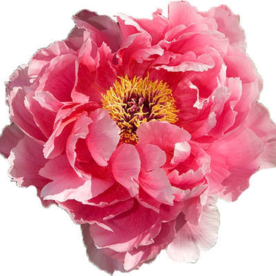 虹越牡丹花树苗裸根多年生老桩