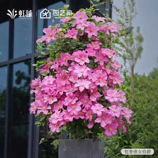 虹越铁线莲大苗乌托邦倒影蔚蓝绒球重瓣大花庭院阳台攀援爬藤花