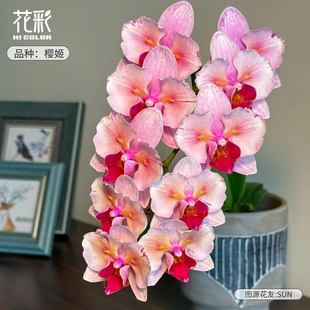 花彩粉色系蝴蝶兰花盆栽套装年宵花室内组盆桌面装饰摆件观花期长