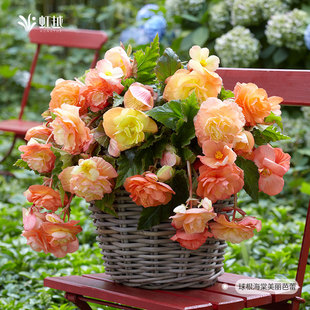 球根海棠种球虹越进口多年生块根直立垂吊芳香阳台盆栽花卉现货