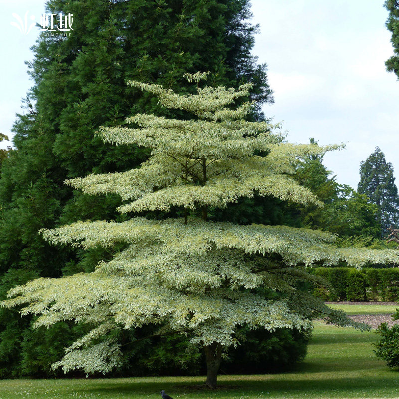 虹越花叶灯台树盆栽大苗庭院花园景观花树开花乔木多年生耐寒好养