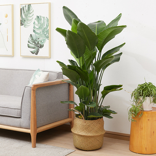 虹越客厅绿植室内大型柠檬树新家装饰老桩龟背竹大盆栽高级感植物