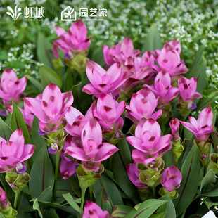 姜荷花种球虹越国产球根花卉热带多年生植物可盆栽地栽耐热花预售