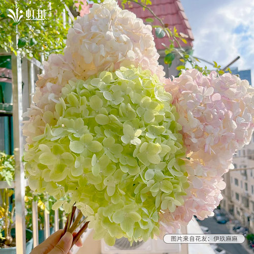 虹越圆锥绣球盆栽花苗会变色