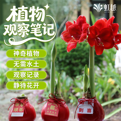 小朋友植物观察学生记录蜡球花卉