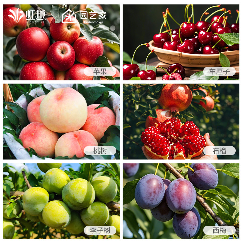 虹越果树裸根苗蜂糖李水蜜桃车厘子李子树西梅桃树苹果枇杷果苗,鲜花速递/花卉仿真/绿植园艺,果树,淘宝优惠券,粉丝福利购,淘宝优惠卷