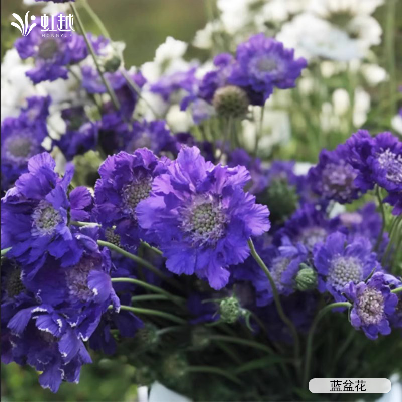 虹越蓝盆花种苗好养开花