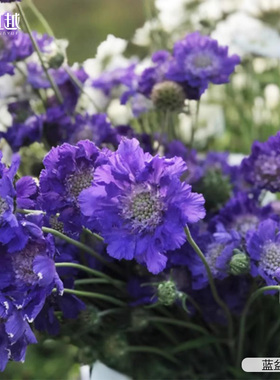 虹越园艺家蓝盆花荣誉蓝色白色粉花卉种苗庭院阳台花园好养易活苗
