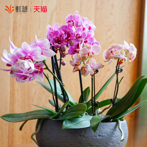 虹越蝴蝶兰盆栽阳台桌面好养多季