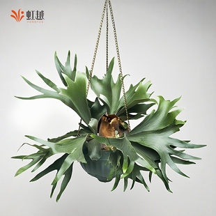 虹越二歧鹿角蕨类绿植盆栽室内植物可垂吊常绿观叶网红热植可挂墙