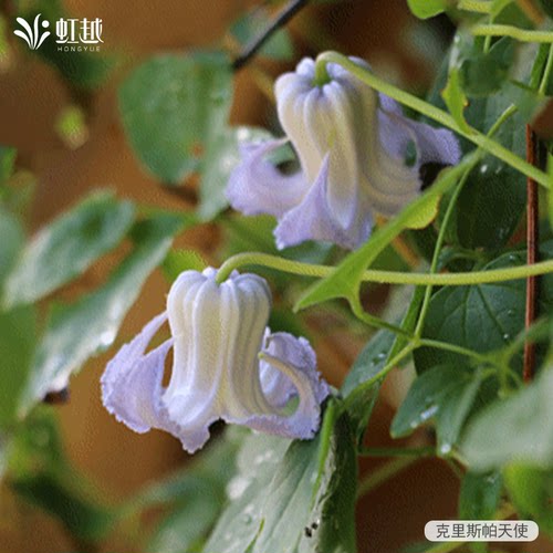 铃铛铁线莲耐热爬藤攀援阳台庭院