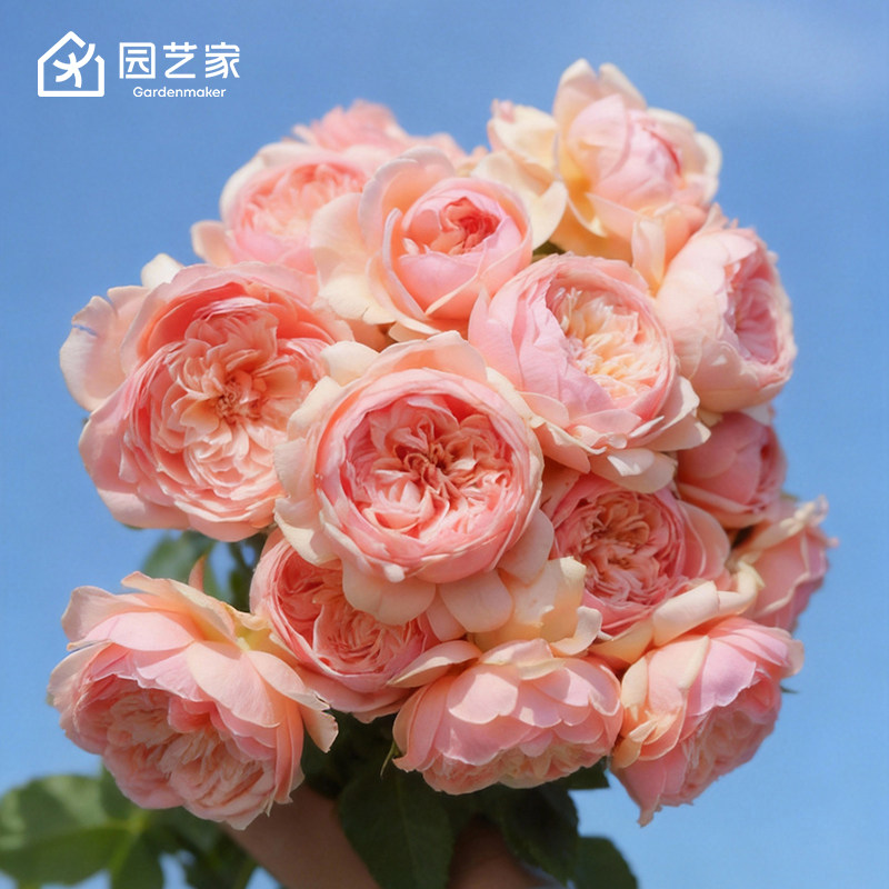 虹越灌木月季大苗朱丽叶天使图片