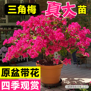 花彩同安红樱三角梅盆栽重瓣花树苗阳台开花耐热爬藤花卉四季开花