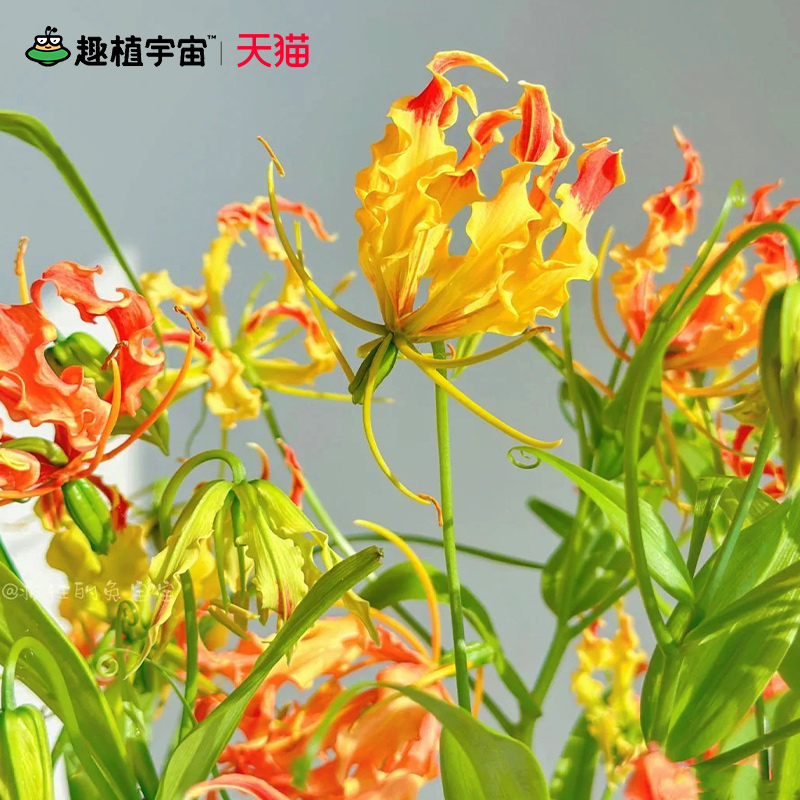 花彩嘉兰百合花裸根多年生种球根阳台盆栽爬藤花耐热耐晒爆花期长