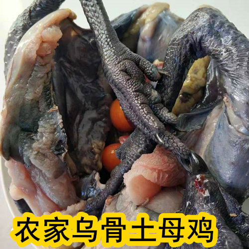 正宗黄山婺休山区农家放养散养土乌鸡白毛乌骨鸡黑皮黑骨土·母鸡