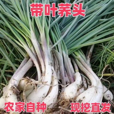 荞头新鲜现挖带叶荞头叫头江西茭头芥头茭藠头农家自种教头薤白