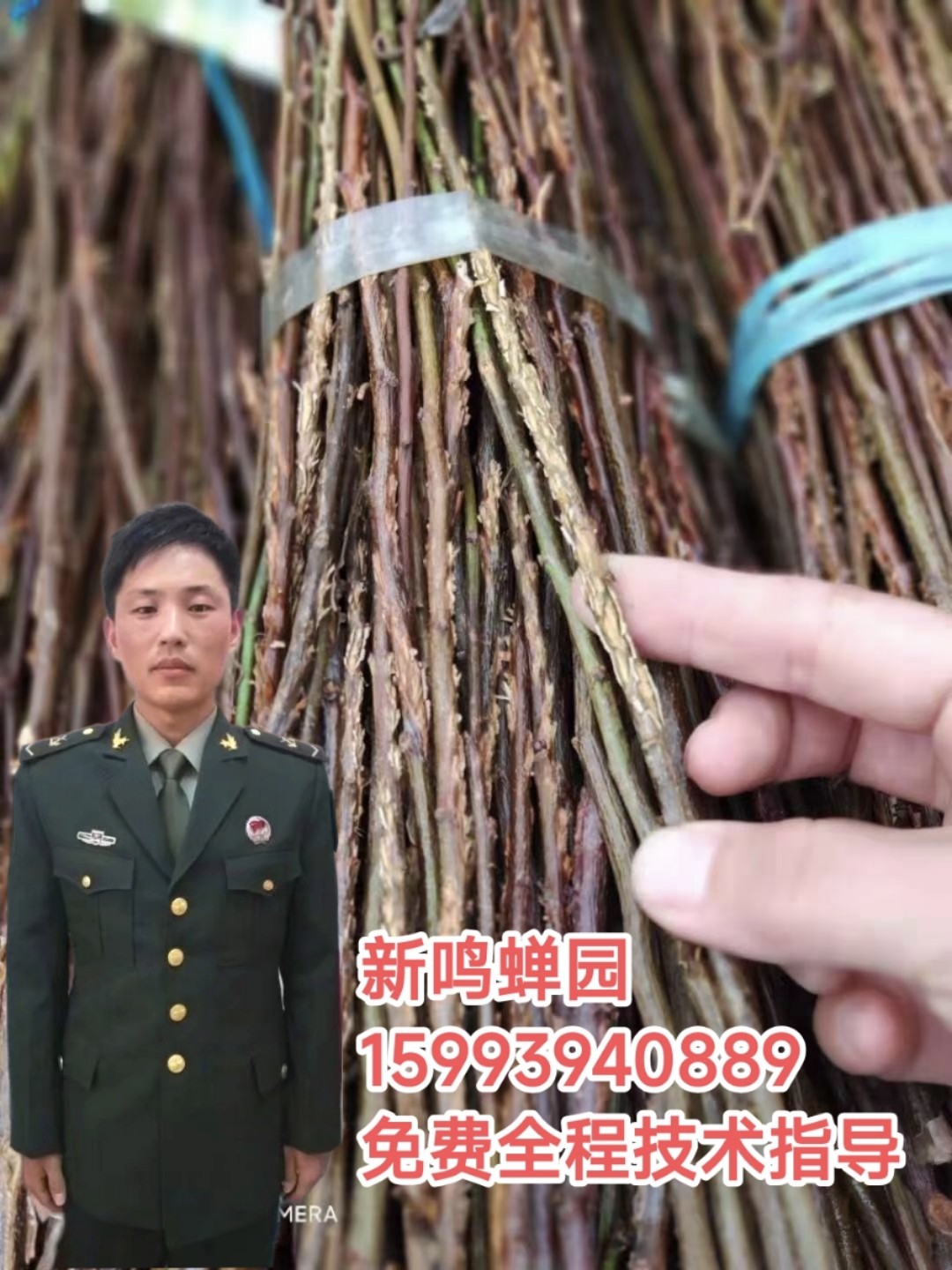 金蝉卵枝养殖知了猴卵金蝉苗卵幼虫种子孵化用蝉蚁活体爬蚱卵种子,宠物/宠物食品及用品,特色爬宠/鸣虫,淘宝优惠券,粉丝福利购,淘宝优惠卷