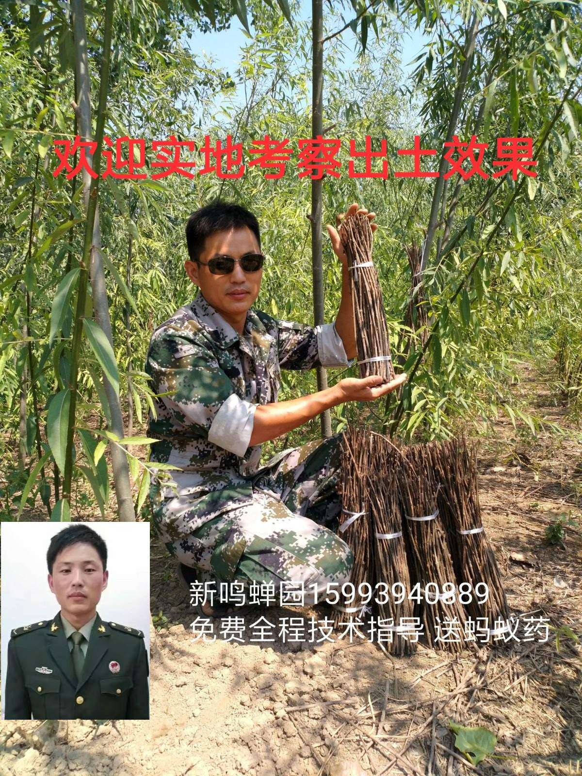 金蝉知了猴种卵金蝉苗卵幼虫种子蝉蚁活体爬蚱卵金蝉卵枝蝉养殖
