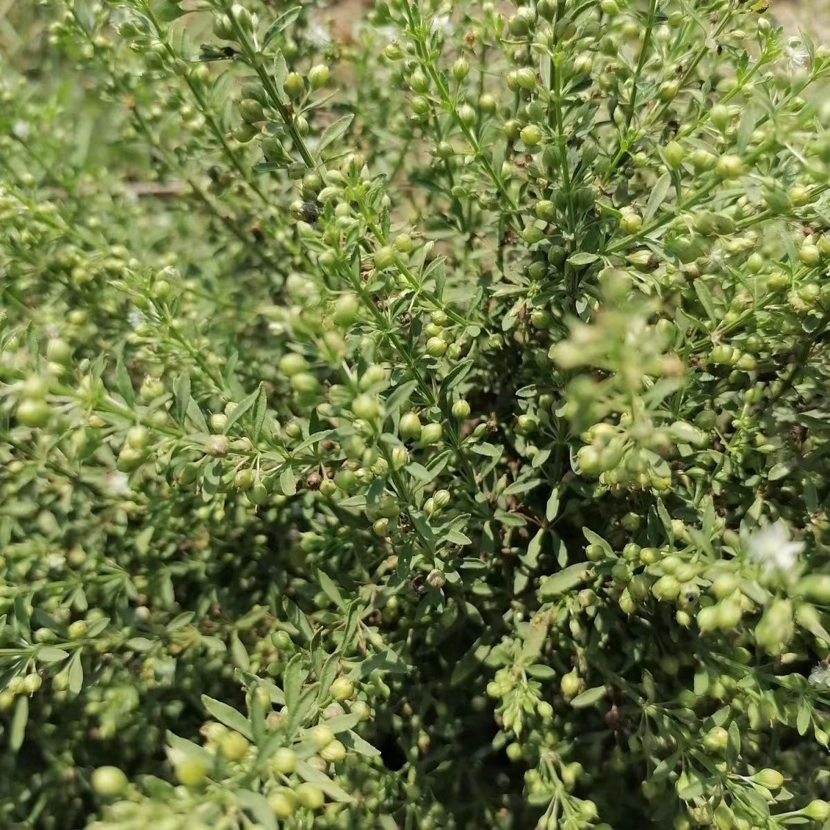 野甘草种子冰糖草土甘草假甘草假枸杞假油杆米碎草珠子草四时茶