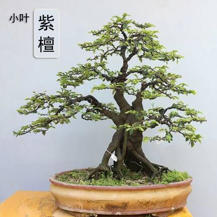 高档小叶紫檀树桩盆景室内净化空气四季常青绿植黑檀木黑骨茶盆栽